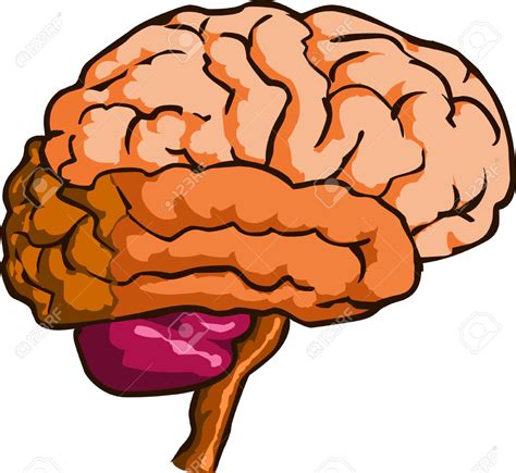 brain clip art|free brain clip art images.